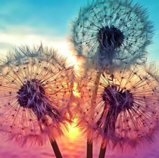 Diamond Painting Pusteblumen